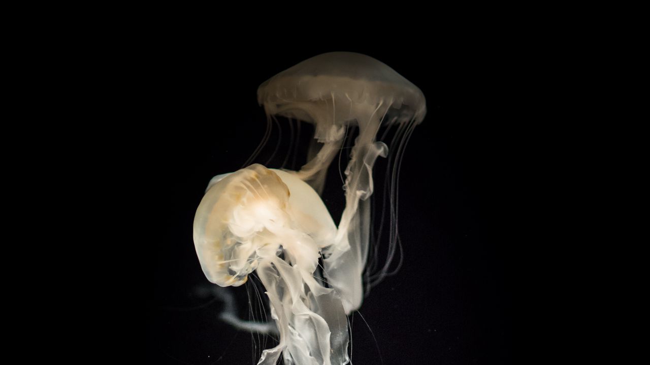 Wallpaper jellyfish, tentacles, transparent, dark