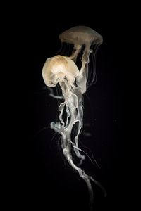 Preview wallpaper jellyfish, tentacles, transparent, dark