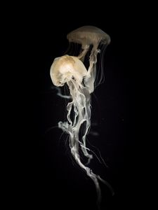 Preview wallpaper jellyfish, tentacles, transparent, dark