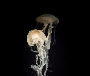 Preview wallpaper jellyfish, tentacles, transparent, dark