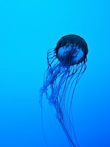 Preview wallpaper jellyfish, tentacles, underwater, water, depth