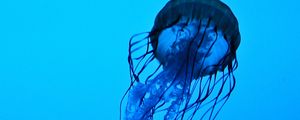 Preview wallpaper jellyfish, tentacles, underwater, water, depth