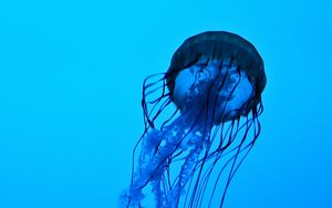 Preview wallpaper jellyfish, tentacles, underwater, water, depth