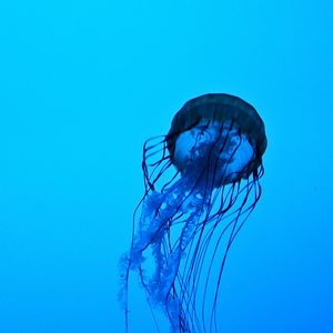 Preview wallpaper jellyfish, tentacles, underwater, water, depth