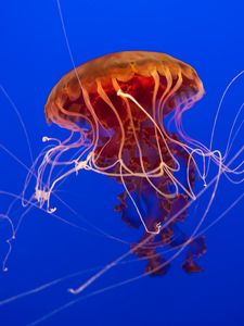 Preview wallpaper jellyfish, tentacles, underwater, blue