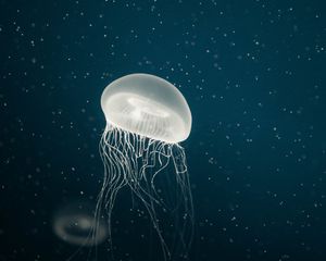 Preview wallpaper jellyfish, tentacles, underwater, dots