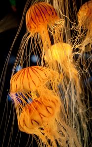 Preview wallpaper jellyfish, tentacles, underwater, blur
