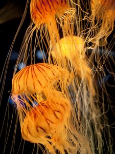 Preview wallpaper jellyfish, tentacles, underwater, blur