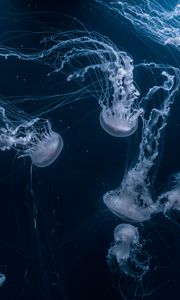 Preview wallpaper jellyfish, tentacles, underwater, dark, blue