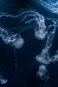 Preview wallpaper jellyfish, tentacles, underwater, dark, blue