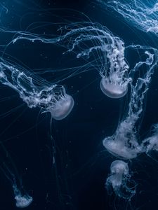 Preview wallpaper jellyfish, tentacles, underwater, dark, blue