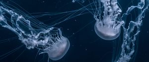 Preview wallpaper jellyfish, tentacles, underwater, dark, blue