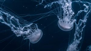 Preview wallpaper jellyfish, tentacles, underwater, dark, blue