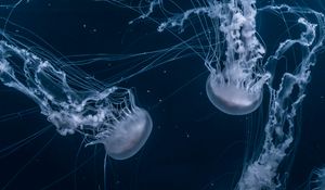 Preview wallpaper jellyfish, tentacles, underwater, dark, blue