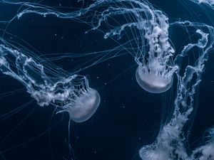 Preview wallpaper jellyfish, tentacles, underwater, dark, blue