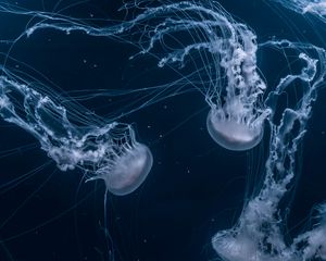 Preview wallpaper jellyfish, tentacles, underwater, dark, blue