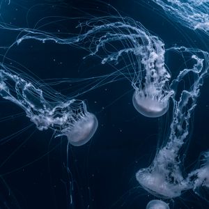 Preview wallpaper jellyfish, tentacles, underwater, dark, blue