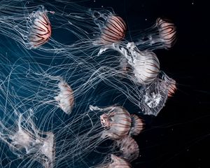 Preview wallpaper jellyfish, tentacles, underwater, darkness