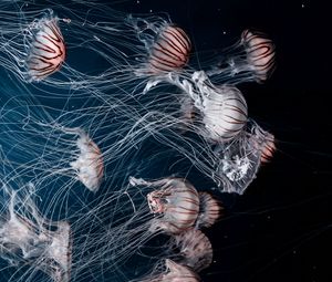 Preview wallpaper jellyfish, tentacles, underwater, darkness