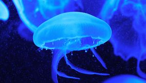 Preview wallpaper jellyfish, tentacles, underwater world