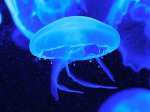 Preview wallpaper jellyfish, tentacles, underwater world