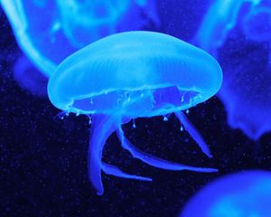 Preview wallpaper jellyfish, tentacles, underwater world