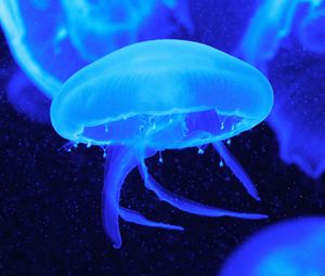 Preview wallpaper jellyfish, tentacles, underwater world