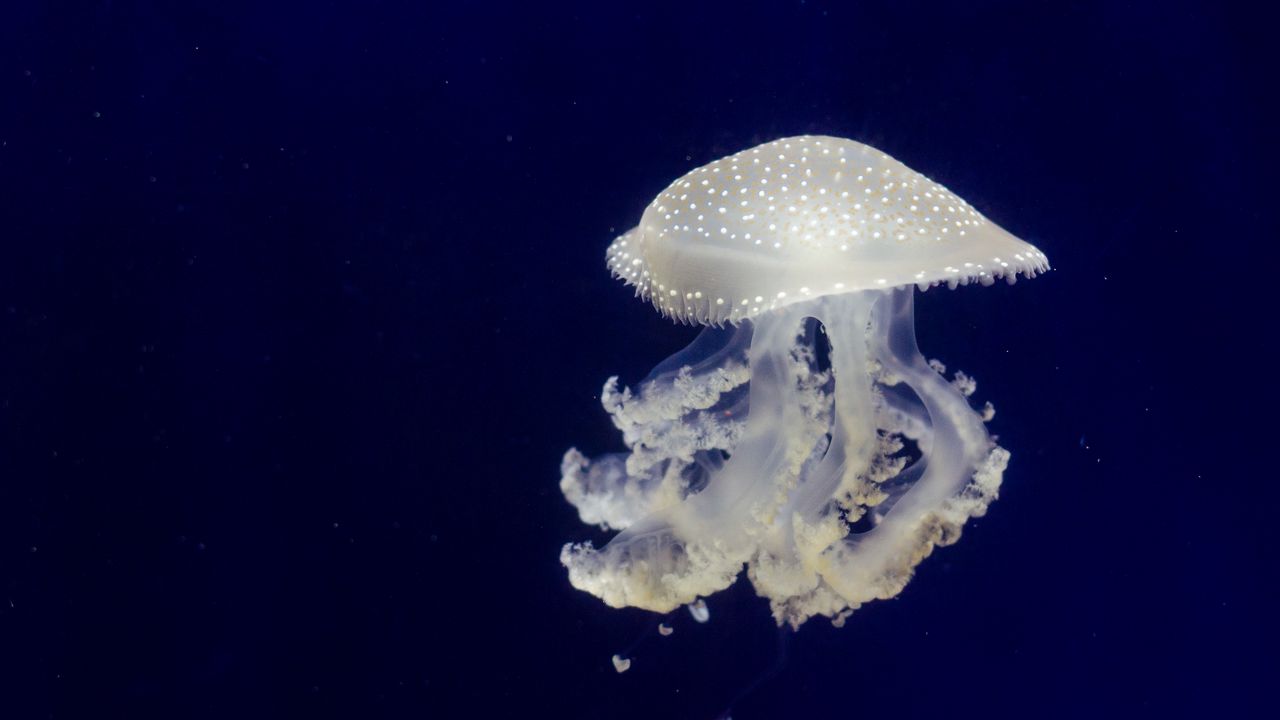 Wallpaper jellyfish, tentacles, underwater world