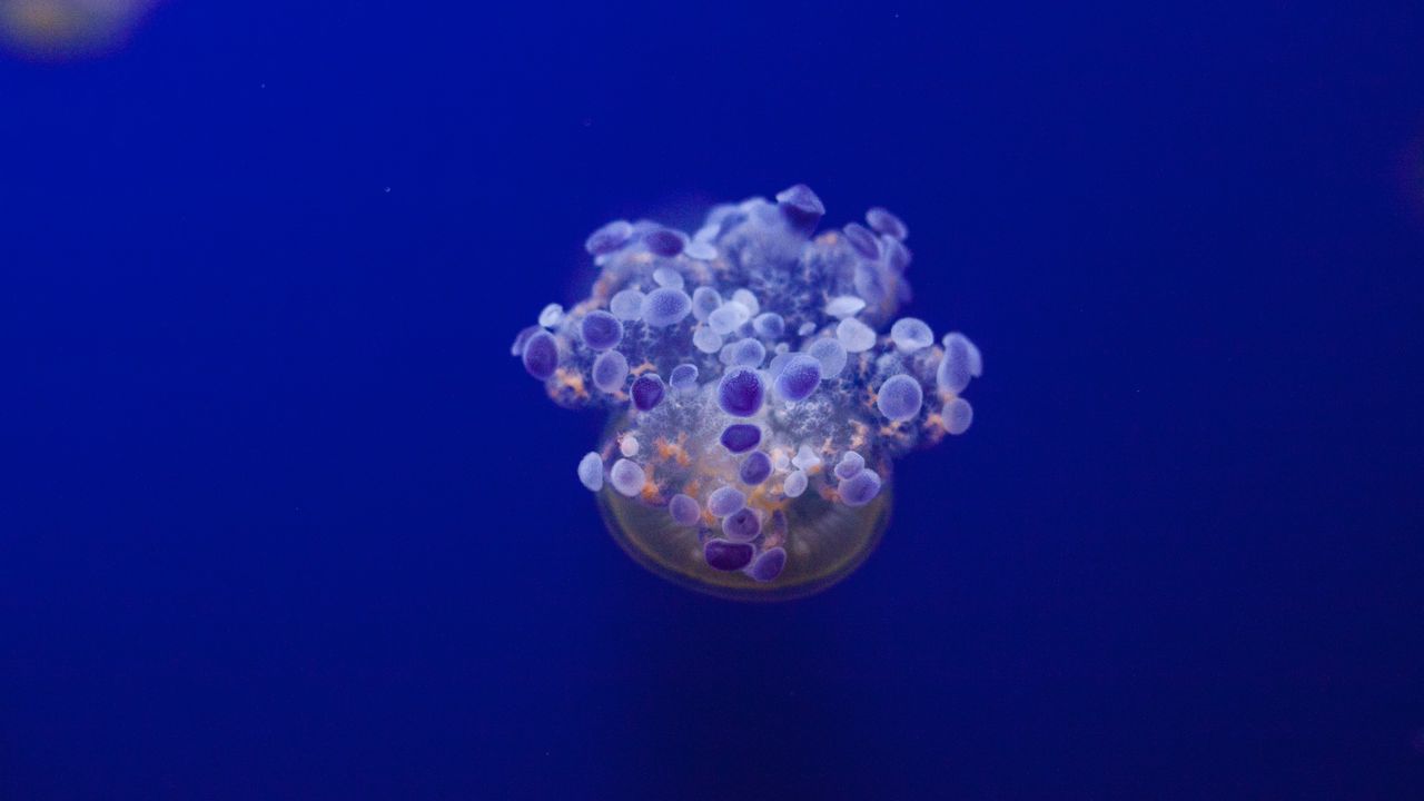 Wallpaper jellyfish, tentacles, underwater world, variety