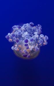 Preview wallpaper jellyfish, tentacles, underwater world, variety