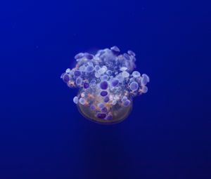 Preview wallpaper jellyfish, tentacles, underwater world, variety
