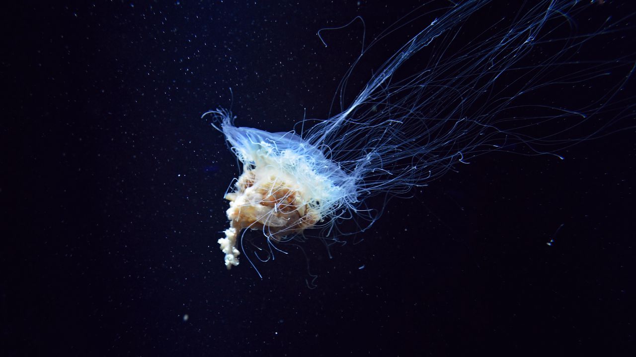 Wallpaper jellyfish, tentacles, underwater world