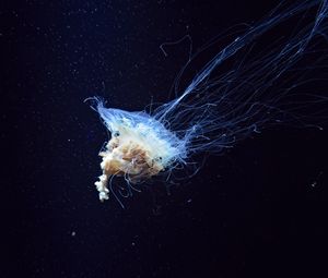 Preview wallpaper jellyfish, tentacles, underwater world