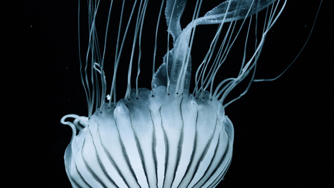 Wallpaper jellyfish, tentacles, underwater world, stripes