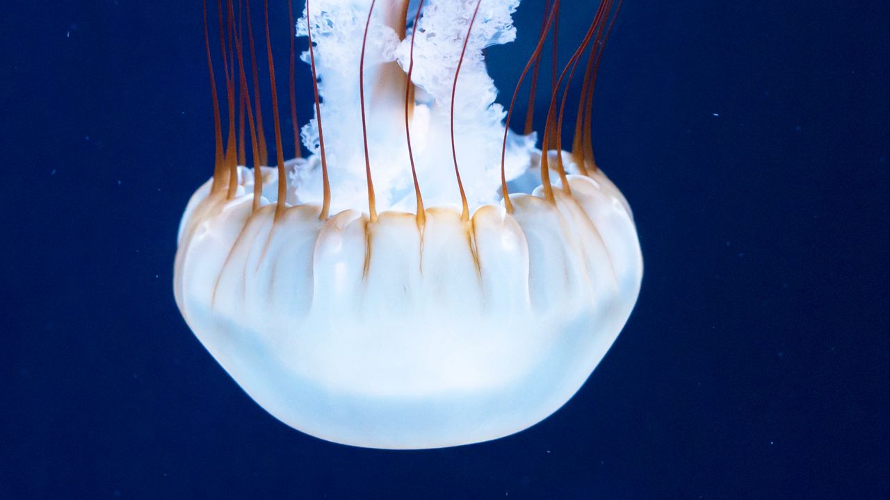 Wallpaper jellyfish, tentacles, underwater world, rhopalium