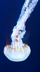 Preview wallpaper jellyfish, tentacles, underwater world, rhopalium