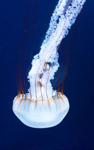 Preview wallpaper jellyfish, tentacles, underwater world, rhopalium