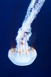 Preview wallpaper jellyfish, tentacles, underwater world, rhopalium