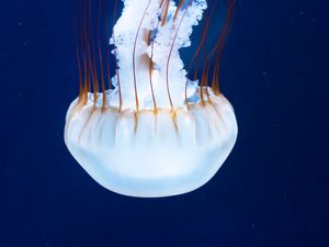 Preview wallpaper jellyfish, tentacles, underwater world, rhopalium