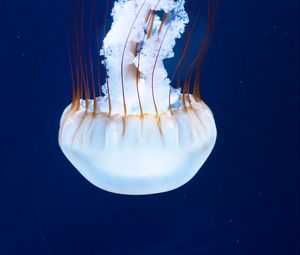 Preview wallpaper jellyfish, tentacles, underwater world, rhopalium