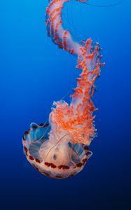 Preview wallpaper jellyfish, tentacles, underwater world, monterey, united states