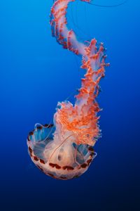 Preview wallpaper jellyfish, tentacles, underwater world, monterey, united states