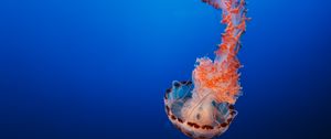 Preview wallpaper jellyfish, tentacles, underwater world, monterey, united states