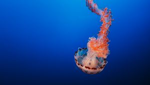 Preview wallpaper jellyfish, tentacles, underwater world, monterey, united states