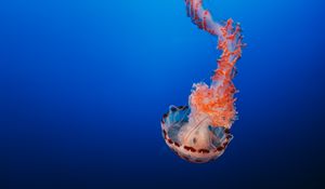 Preview wallpaper jellyfish, tentacles, underwater world, monterey, united states