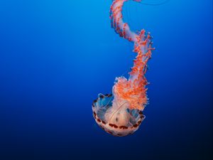 Preview wallpaper jellyfish, tentacles, underwater world, monterey, united states