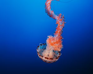 Preview wallpaper jellyfish, tentacles, underwater world, monterey, united states