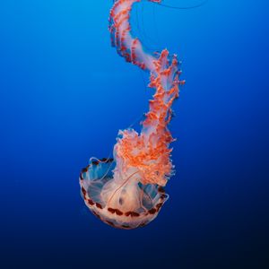 Preview wallpaper jellyfish, tentacles, underwater world, monterey, united states