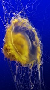Preview wallpaper jellyfish, tentacles, underwater world, ocean, sea