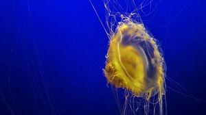 Preview wallpaper jellyfish, tentacles, underwater world, ocean, sea